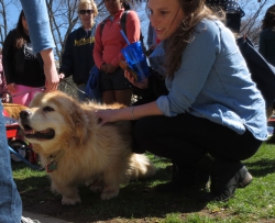 Therapy dog Bear enjoys the attention from students