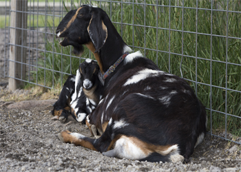 Mother goat and kid